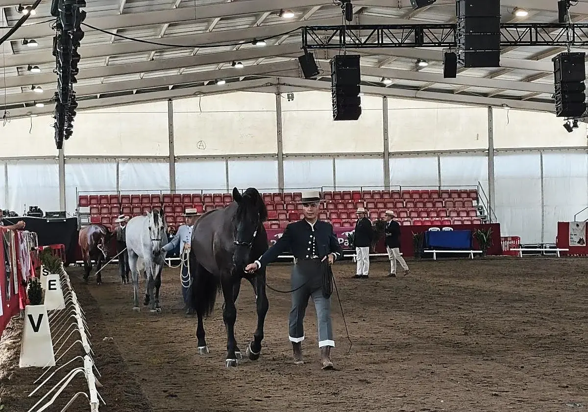 Lorca reúne cerca de 2.000 caballos en medio millar de explotaciones