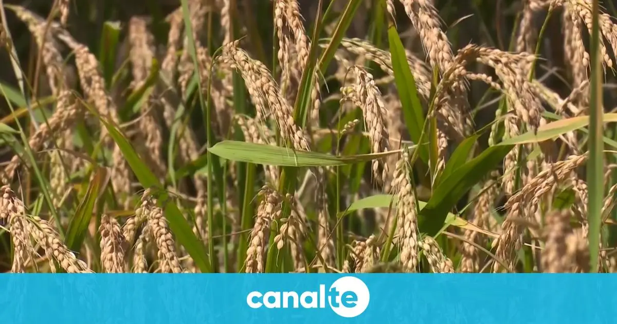ReMedi plantea un nuevo modelo sostenible para los arrozales mediterráneos