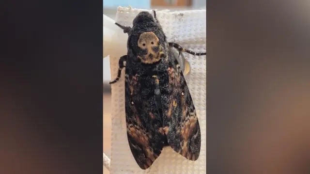 Una polilla con una marca de calavera, grabada junto al mar en el Port de Pollença