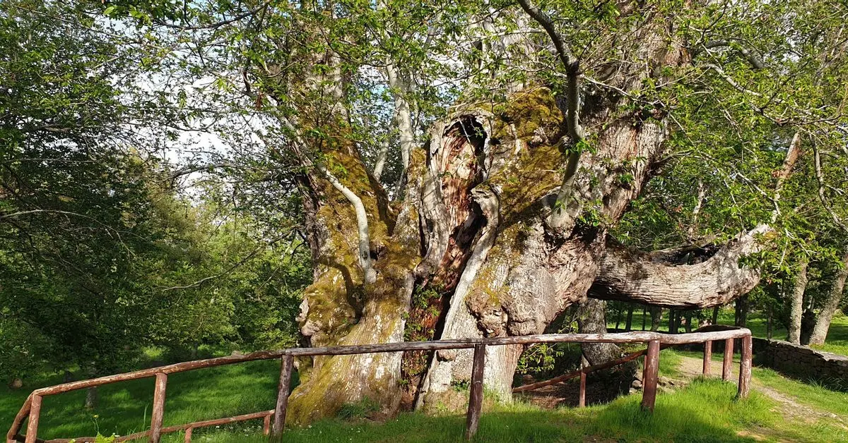 El castaño de Pombariños, un emblema natural de Manzaneda