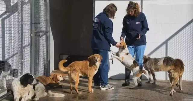Aumentan las capturas de animales sueltos en Vigo