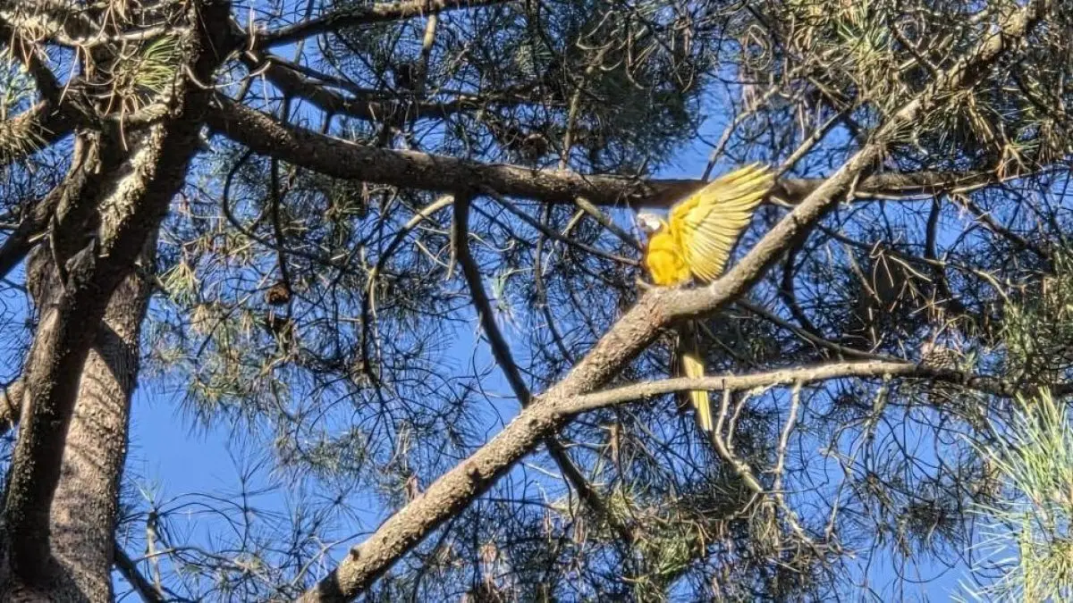 El guacamayo del parque del Temple sigue sin ser capturado