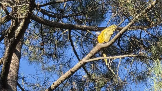 El guacamayo del parque del Temple sigue sin ser capturado