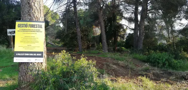 Pallejà pone en marcha labores forestales en les Rovires