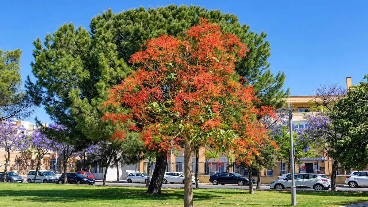 Tres paseos por Jerez permiten descubrir 112 especies de árboles