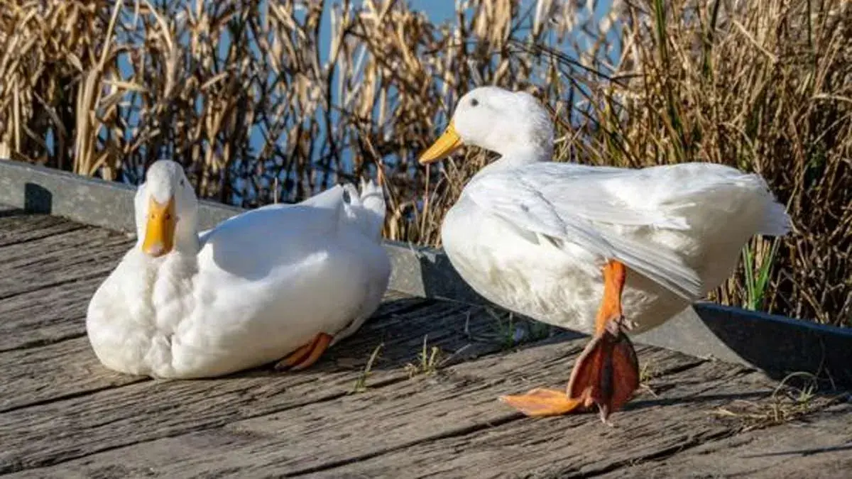 Setenil busca relevo para el cuidado de los patos del río