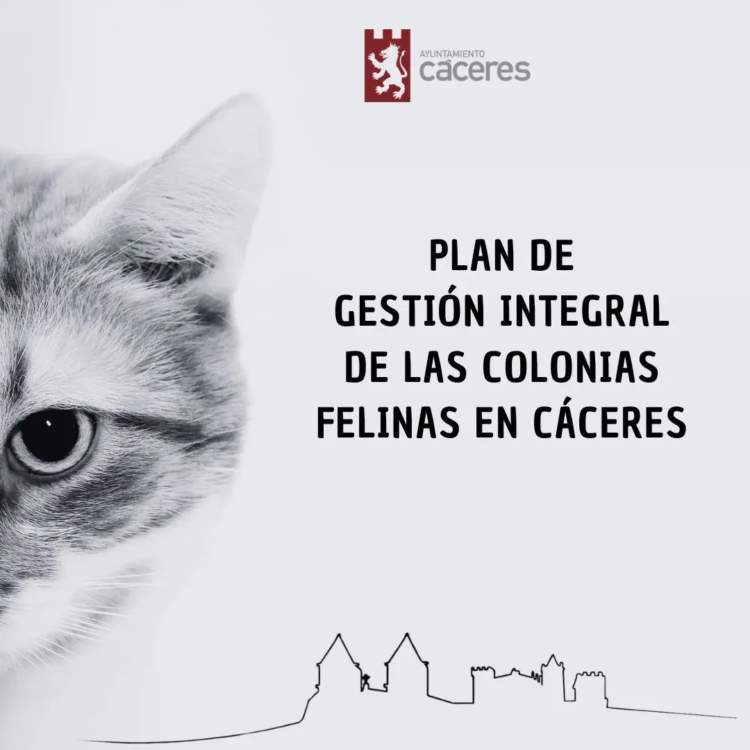 Cáceres asigna más de 60.000 euros a la atención de sus colonias felinas