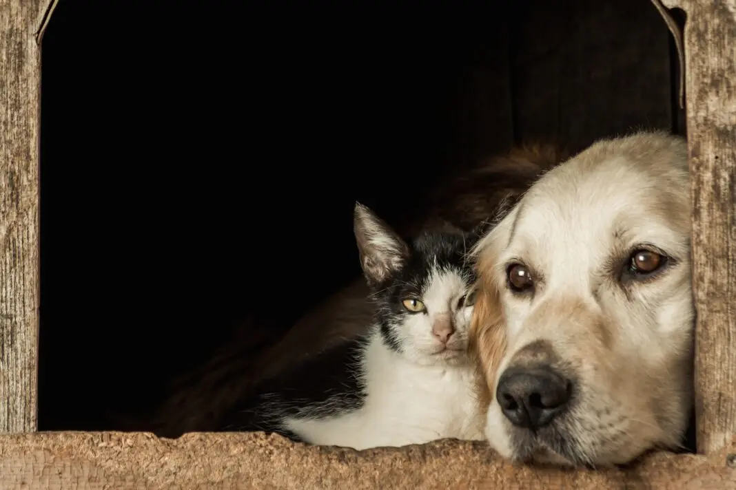 Segovia reunirá concursos caninos y de fotografía felina el 24 de octubre