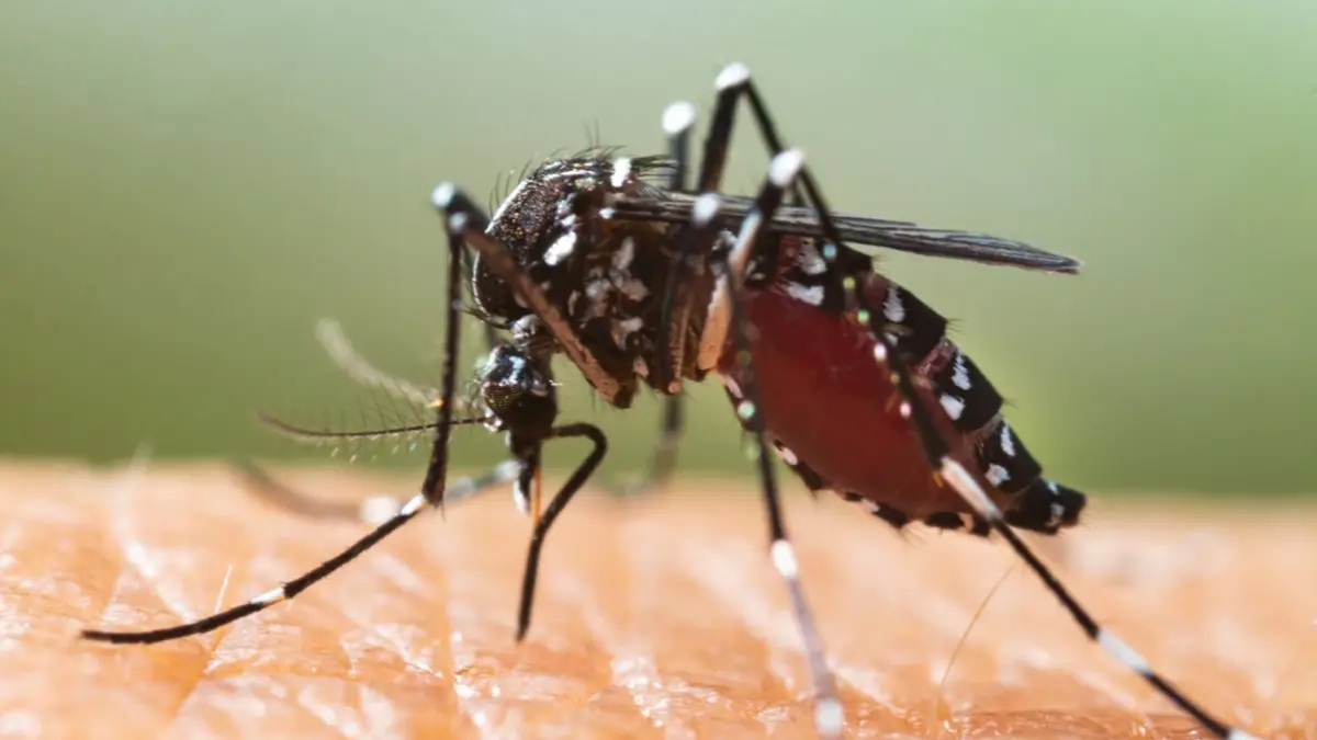 Alicante intensifica la vigilancia de focos de mosquitos tras las lluvias