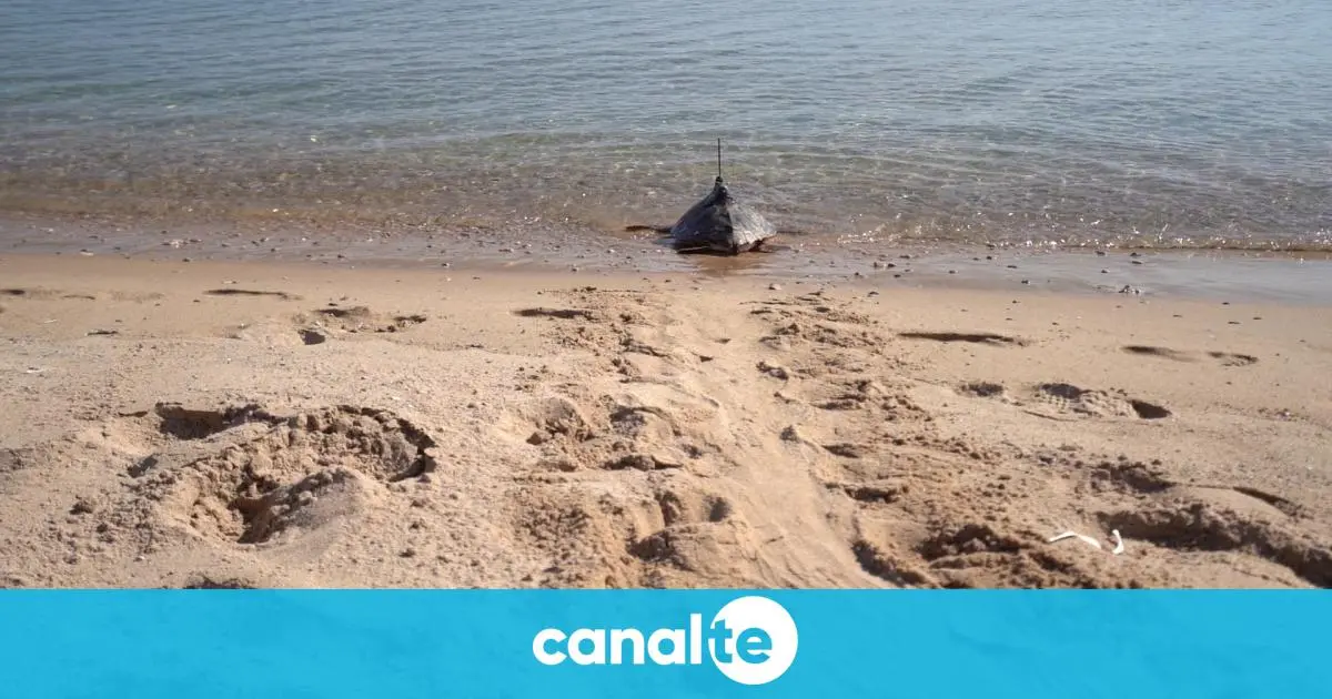 Nòrix regresará al Mediterráneo desde la playa de l'Almadrava