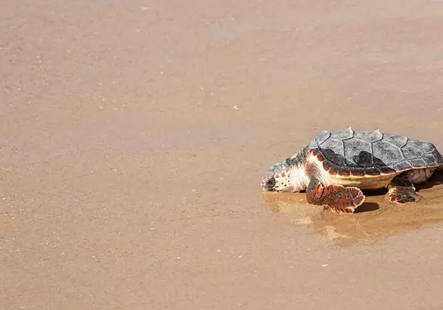 Siete tortugas bobas nacidas en Levante regresarán al mar este jueves