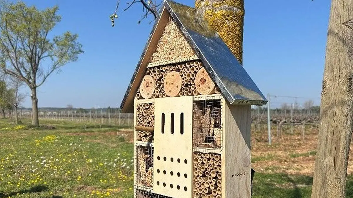 Olite prueba cubiertas vegetales y refugios de insectos en el viñedo