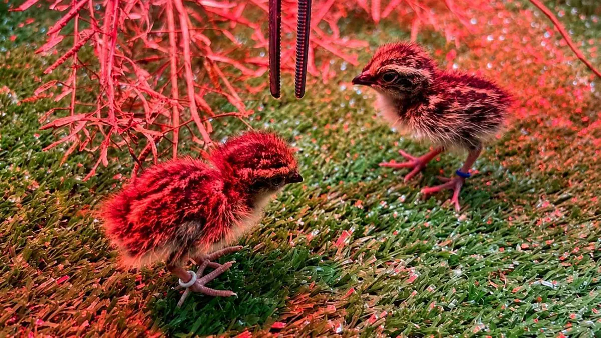 Nacen seis torillos andaluces en el Zoobotánico de Jerez