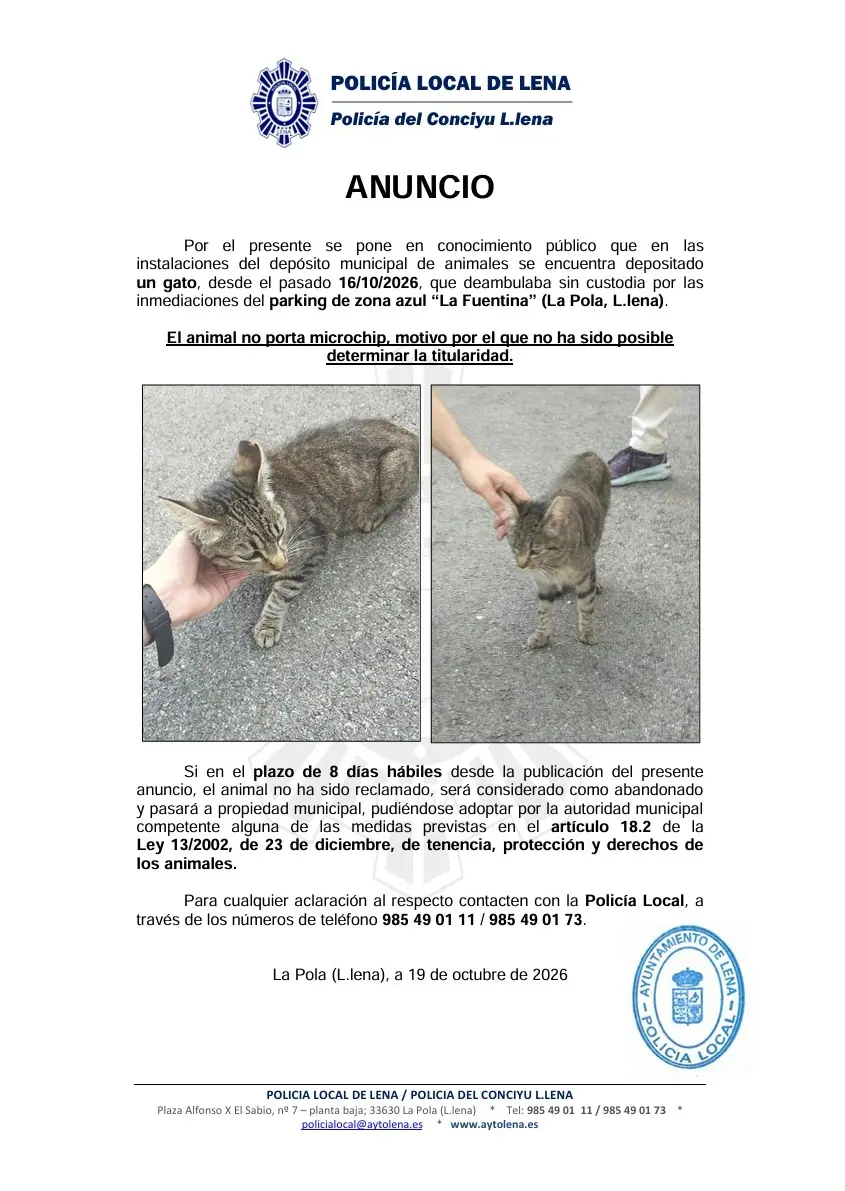 Buscan al propietario de un gato encontrado en La Pola