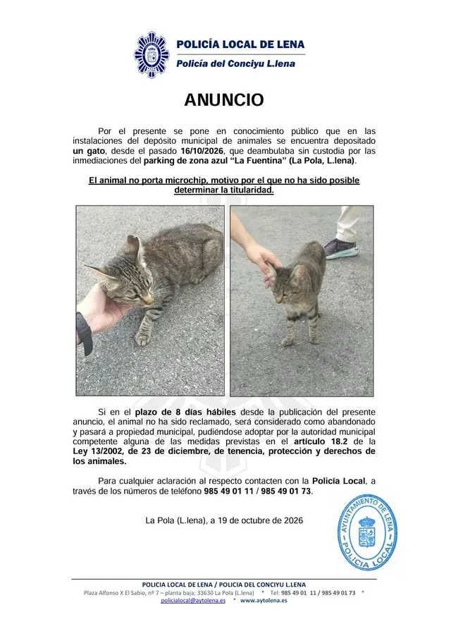Buscan al propietario de un gato encontrado en La Pola