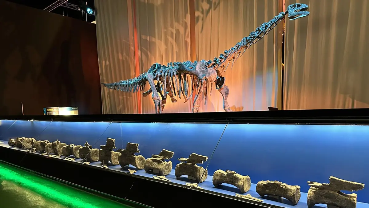Los fósiles de Galve permiten seguir el crecimiento del cráneo de Iguanodon