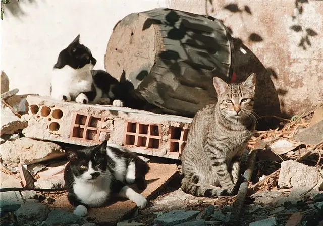 Un fallo judicial obliga a Bilbao a ampliar la protección de los animales