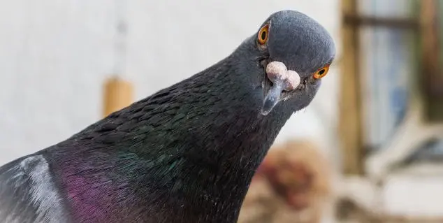 Arenys de Mar captura 170 palomas en una nueva intervención de control