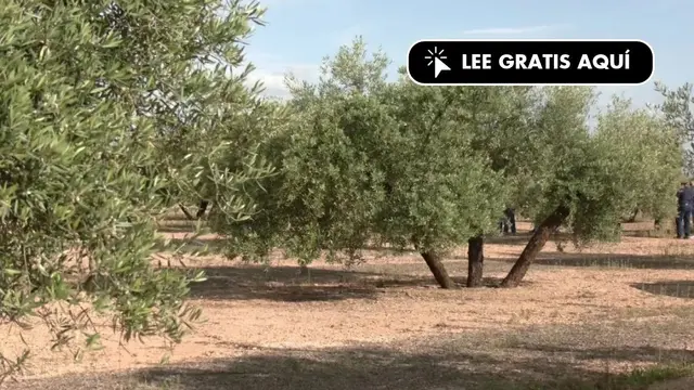 SOS Rural y Ecología y Libertad piden frenar licencias solares en olivares de Lopera