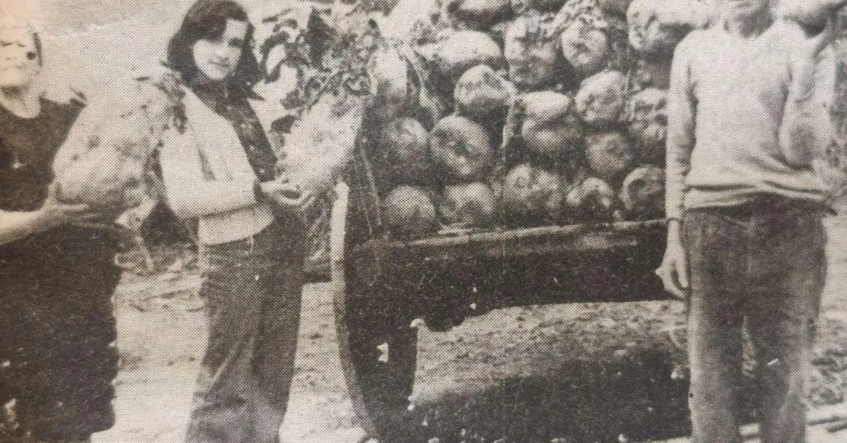 La hemeroteca recupera una referencia a nabos gigantes en Maceda