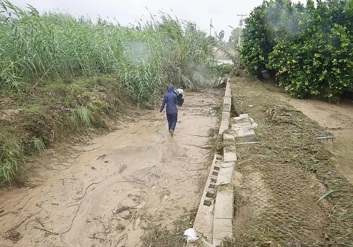 Las lluvias de la dana favorecen los cultivos de invierno en Alicante