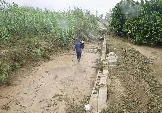 Las lluvias de la dana favorecen los cultivos de invierno en Alicante