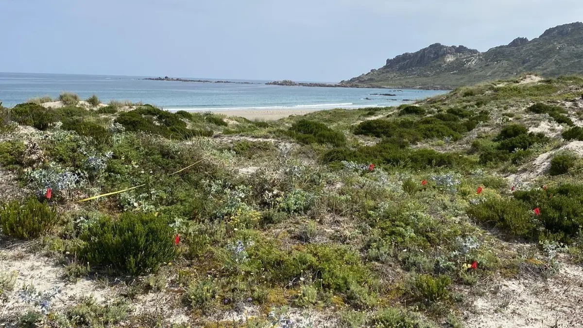 Un estudo na praia do Trece alerta sobre a supervivencia da caramiña
