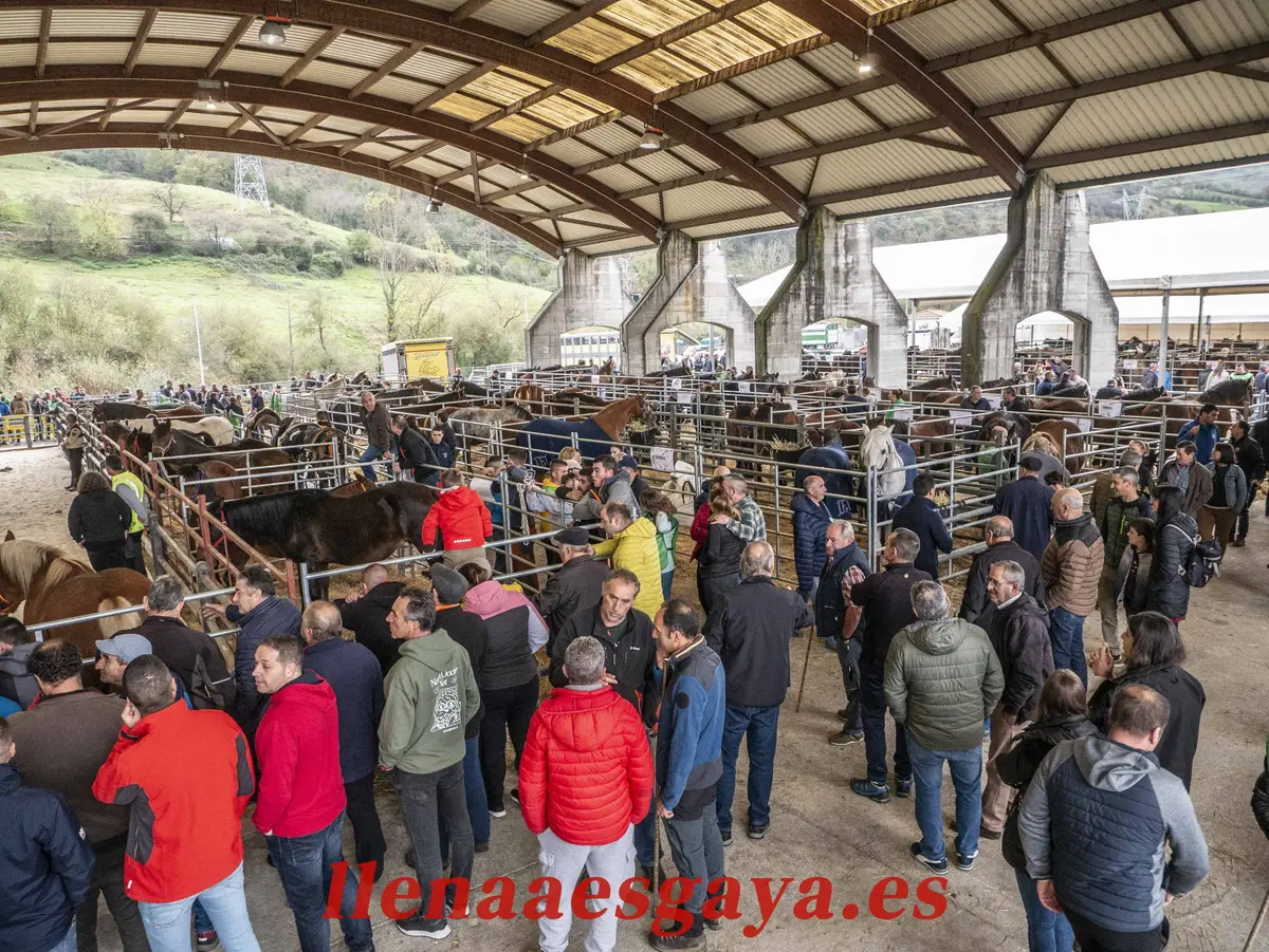 La Pola acogerá el Concurso de Ganado Equino Puerta de Asturias el 14 de noviembre