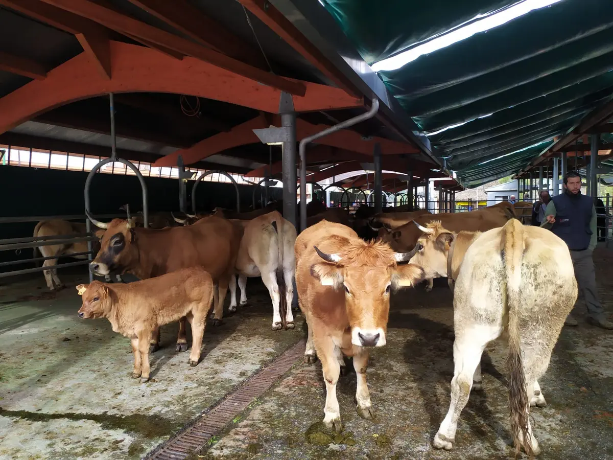La feria ganadera de Somiedo volverá a celebrarse el 1 de noviembre