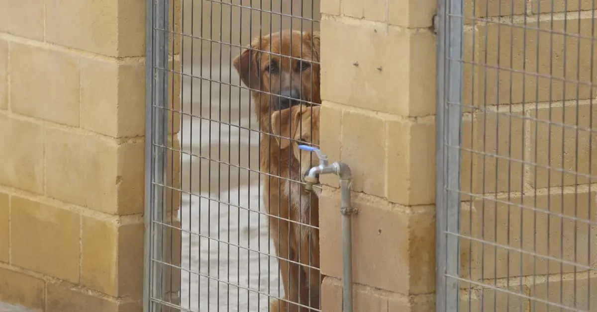 Un contrato de un año cubrirá las consultas y hospitalizaciones del centro animal