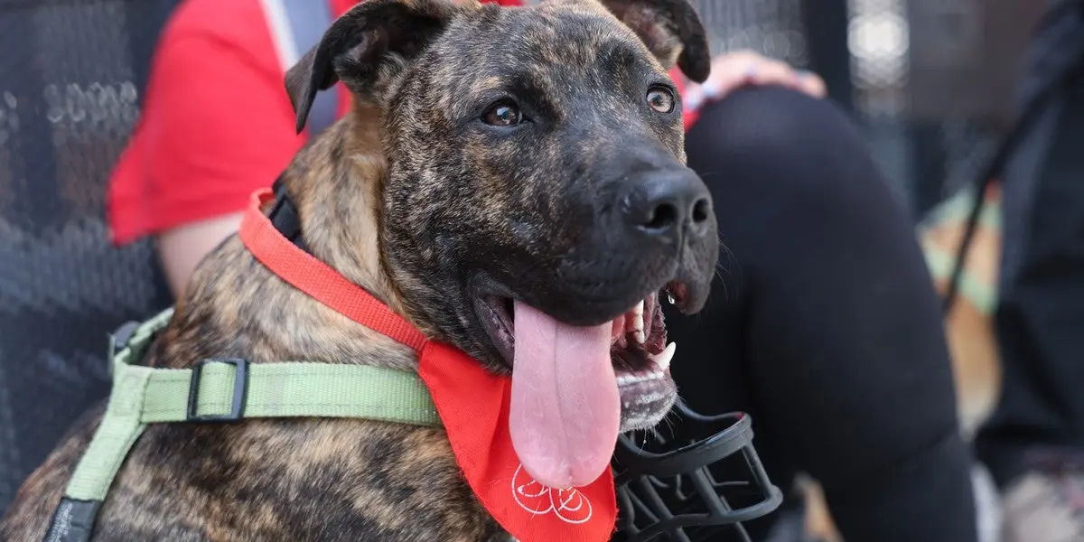 Sabadell recibe un galardón por sus iniciativas de bienestar animal