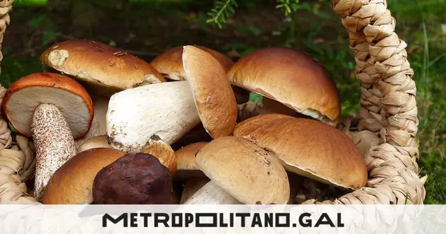 Outono Vivo propone cuatro jornadas de otoño, setas y gastronomía en O Porriño