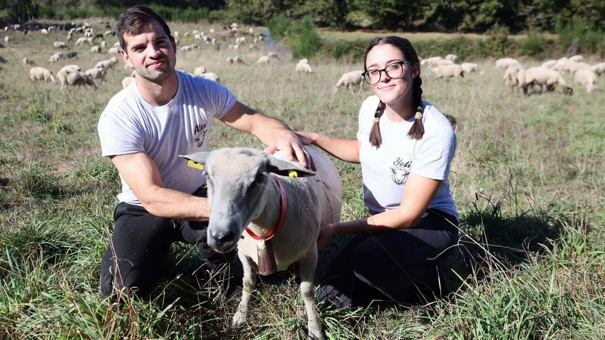 Una explotación ovina de Monterroso pasa de 20 a 550 ovejas en cinco años