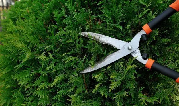Manzanares El Real estrena la recogida domiciliaria de restos de jardinería