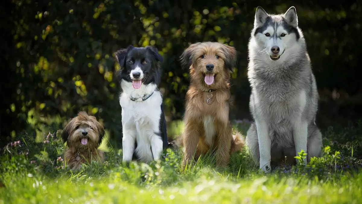 Burjassot celebrará una mañana solidaria por los animales abandonados