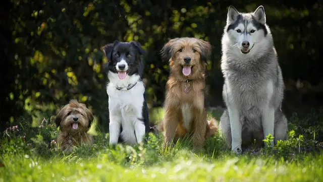 Burjassot celebrará una mañana solidaria por los animales abandonados