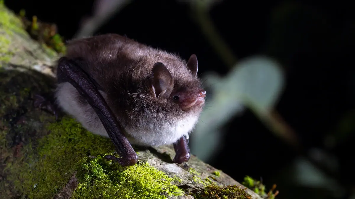 Un enclave natural barcelonés reúne ocho especies de murciélago catalanas