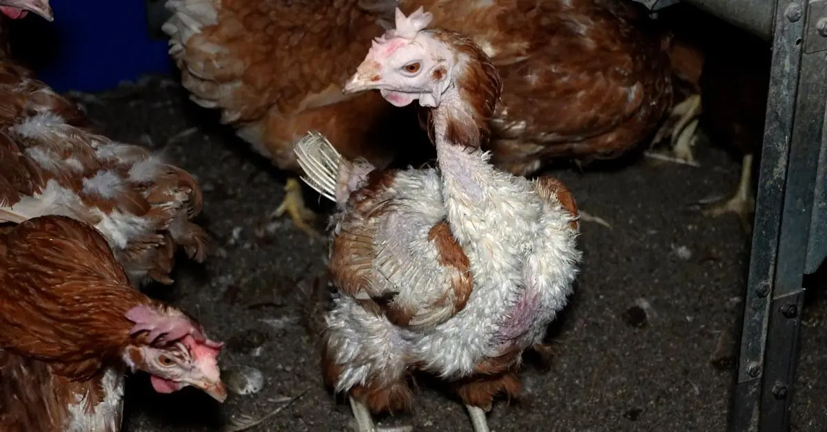 Dos entidades llevan al Consell 50.000 firmas contra una granja de gallinas en Manacor