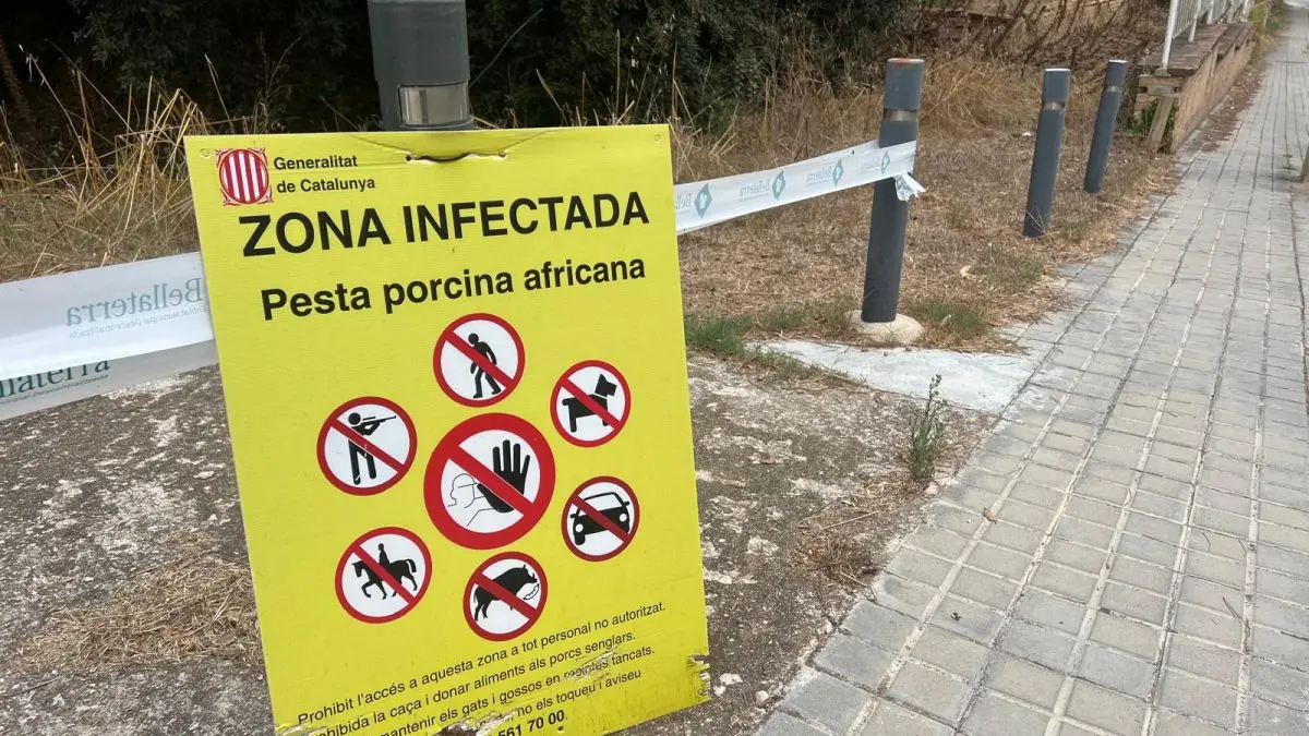 Dos restos de jabalí hallados en Cerdanyola dan positivo en peste porcina