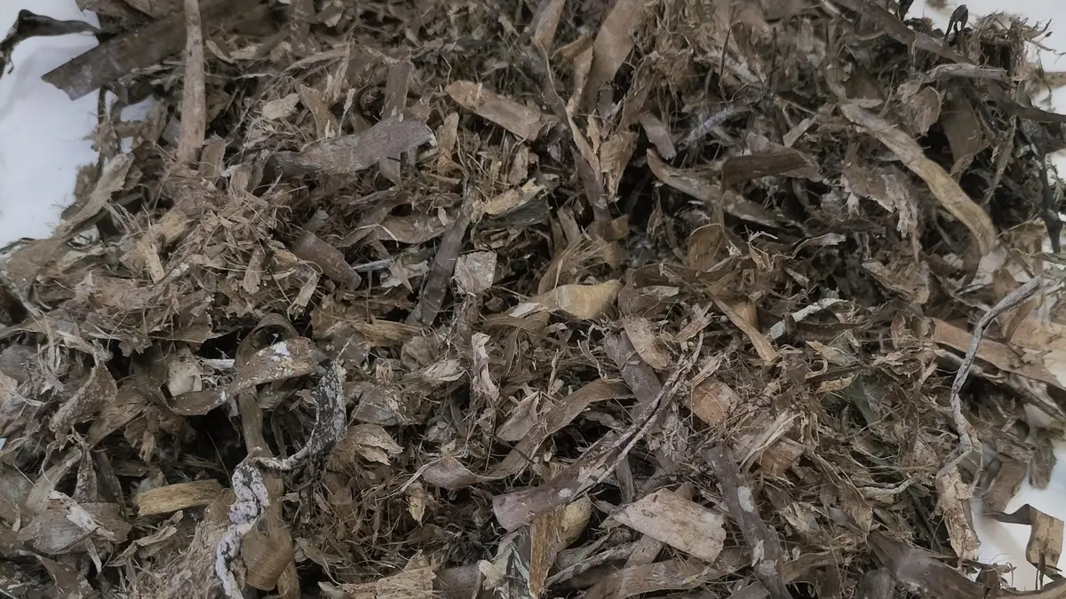 La UA transforma restos de posidonia en un sustrato para el cultivo de tomate