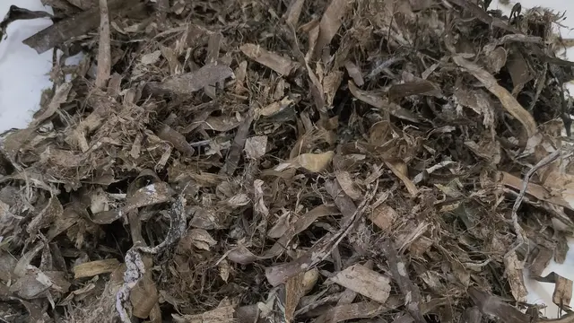 La UA transforma restos de posidonia en un sustrato para el cultivo de tomate