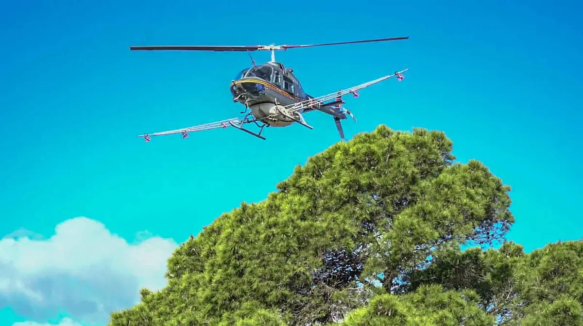 Formentera volverá a recibir tratamientos aéreos contra la procesionaria