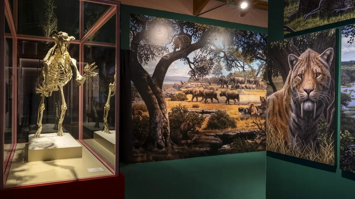 El MARPA dedica una exposición a los félidos dientes de sable