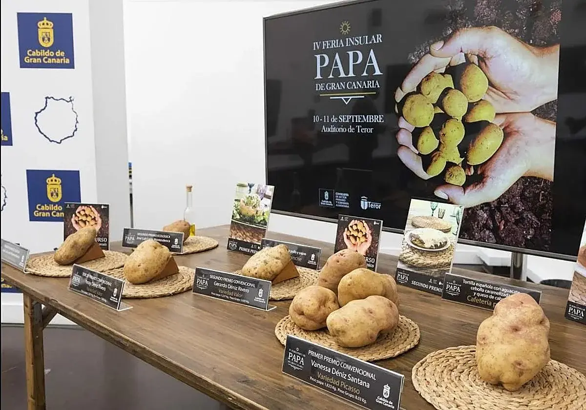 Teror prepara dos jornadas dedicadas a la papa de Gran Canaria