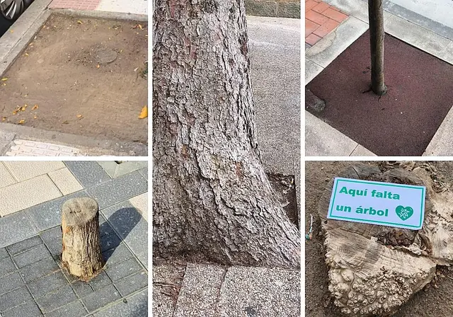 La participación ciudadana detecta 383 deficiencias del arbolado en Haro