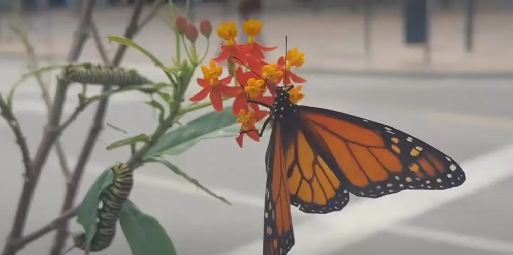 Varias mariposas monarca aparecen en la mediana del Paseo del Puerto