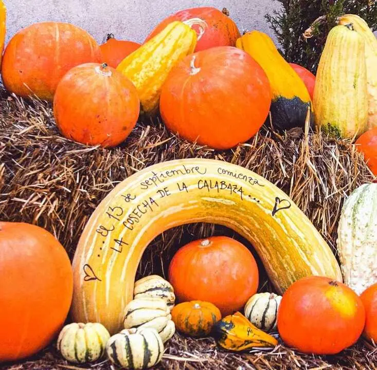 Cosechar y decorar calabazas, una propuesta familiar en San Sebastián de los Reyes