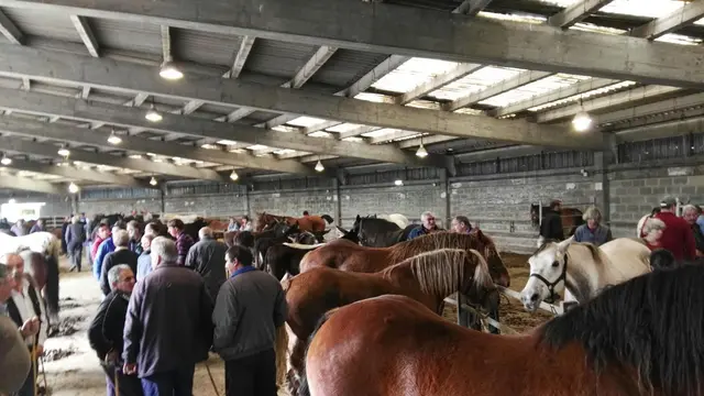La Feria de San Simón reunirá en Grado a profesionales del sector equino