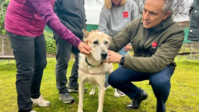 Leganés acogerá una actividad de manejo y socialización de perros y gatos