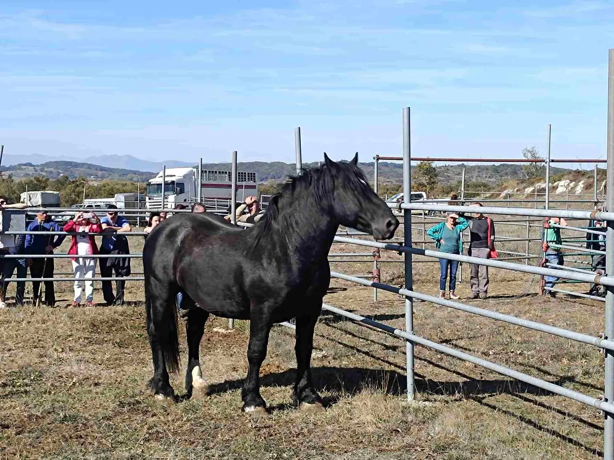 Soncillo prepara una nueva edición de la Feria de San Lucas para el 18 de octubre